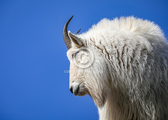 Mountain Goat