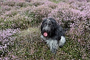 Dutch Sheepdog (Schapendoes)