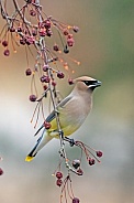 Cedar Waxwing (Bombycilla cedrorum)