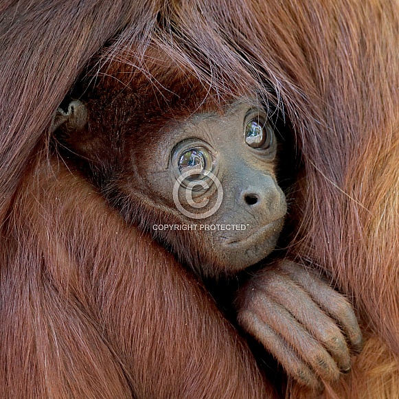Red howler monkey (Alouatta seniculus)