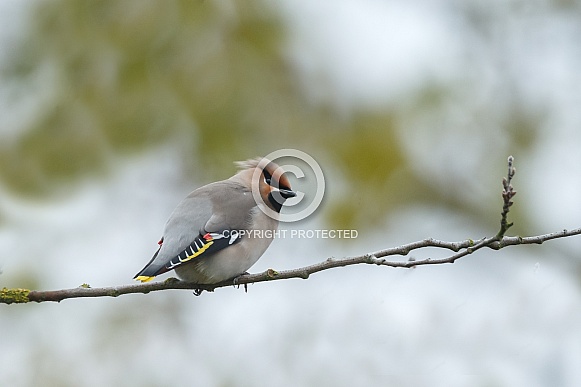 The Bohemian waxwing (Bombycilla garrulus) The Bohemian waxwing (Bombycilla garrulus)