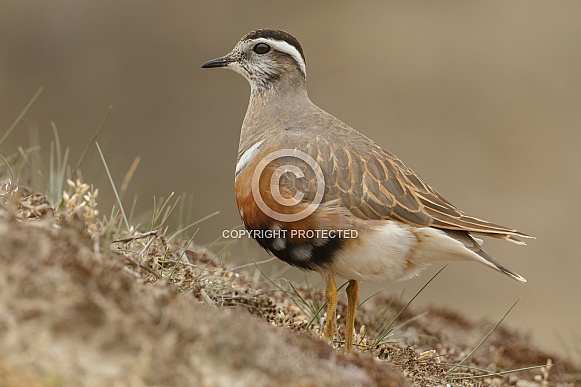 The Eurasian dotterel (Charadrius morinellus) The Eurasian dotterel (Charadrius morinellus)