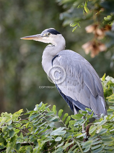 Grey Heron (Ardea Cinerea) Grey Heron (Ardea Cinerea)