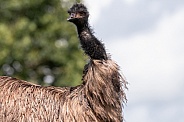 Emu Standing Close Up