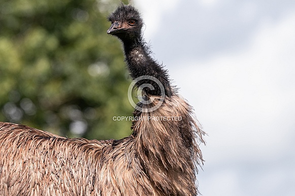 Emu Standing Close Up Emu Standing Close Up