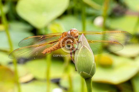 Dragonflies Dragonflies