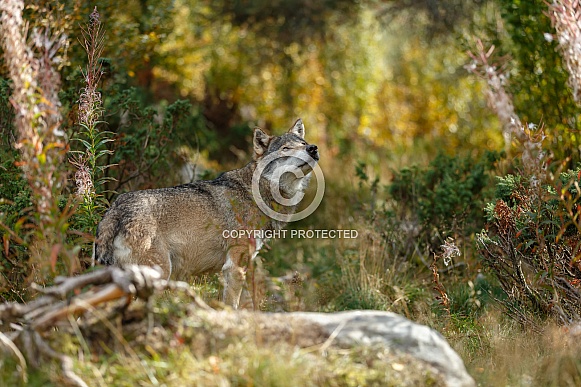 Wolf in nature