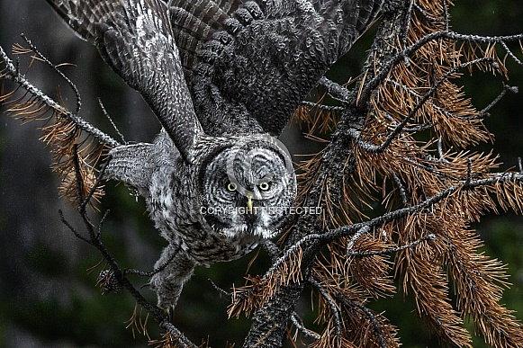 Great Grey Owl--Coming For You Great Grey Owl--Coming For You