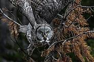 Great Grey Owl--Coming For You