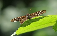 Speckled Wood