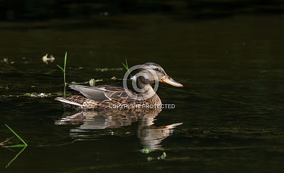 Female mallard Female mallard