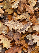 Autumn - Oak Leaves