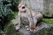 Barbary Macaque (Macaca Sylvanus)