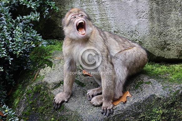 Barbary Macaque (Macaca Sylvanus)