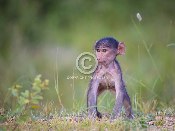Baby Baboon (wild)