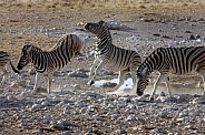 Kicking Zebra (Equus quagga)