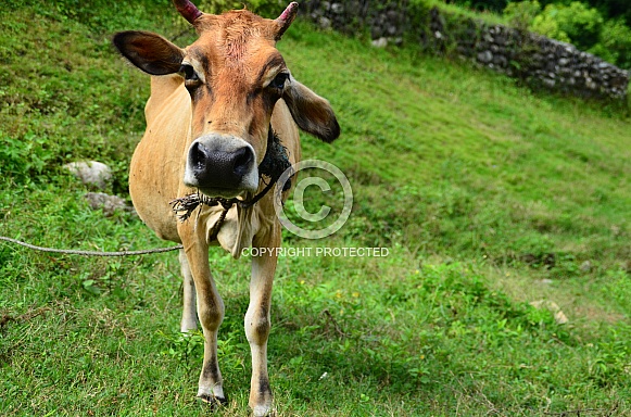 Cow