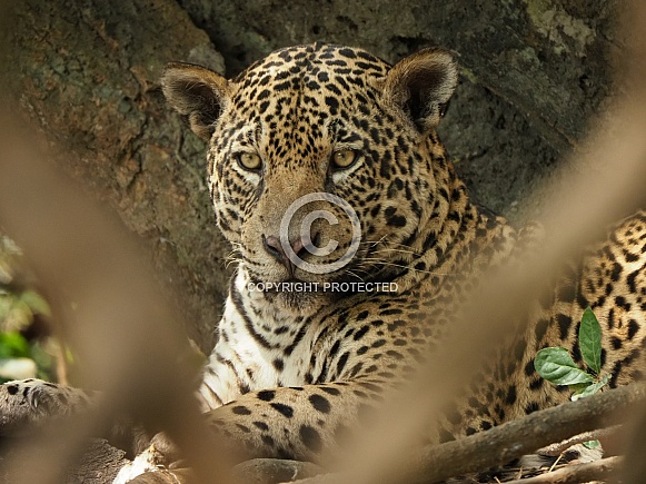 Jaguar