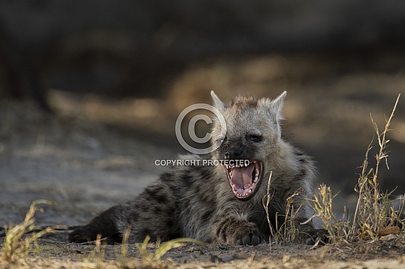 Young Hyena