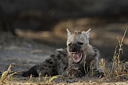 Young Hyena