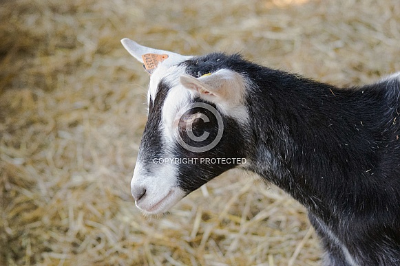 Toggenburg Goat