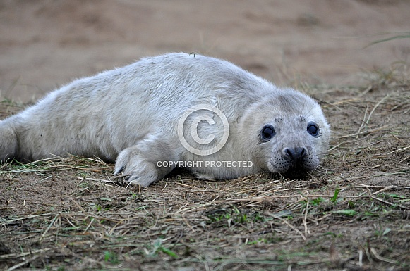 Grey Seal Pup (Halichoerus grypus)