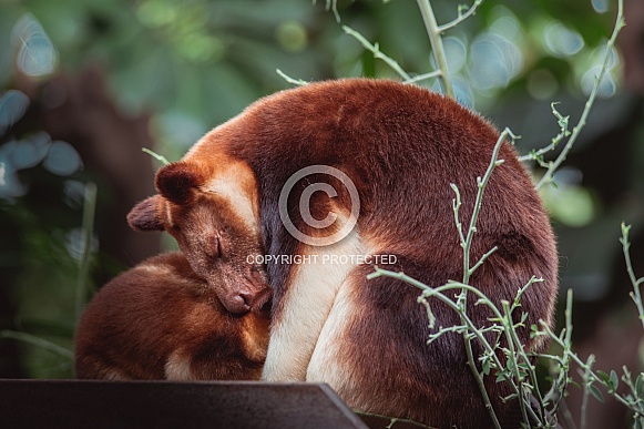 Tree Kangaroo with Joey