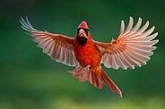 Male Northern Cardinal