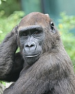 Gorilla portrait