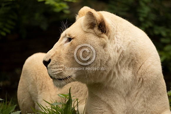 African White Lion African White Lion