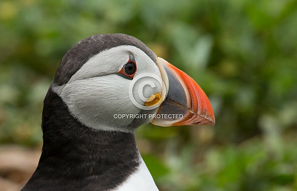 Puffin the birds from the arctic.