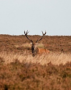 Red deer stag - portrait