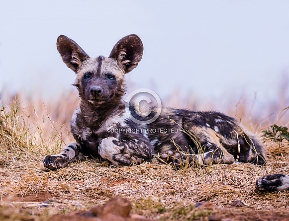 African Wild Dog
