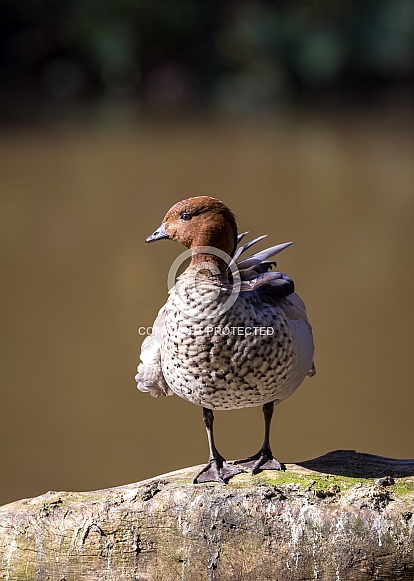 Australian Wood Duck