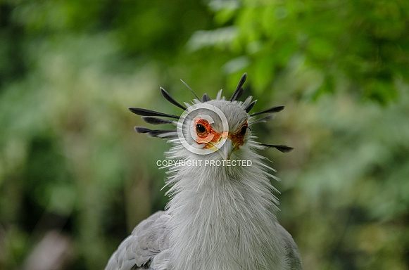 Secretarybird