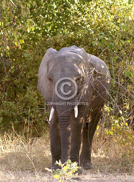 African Elephant