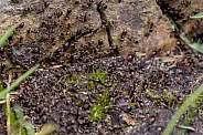 Swarm of Black Ants