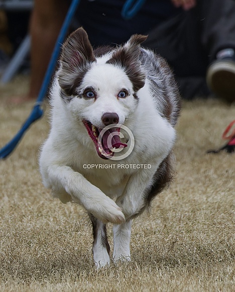 Border Collie or Australian Shepherd