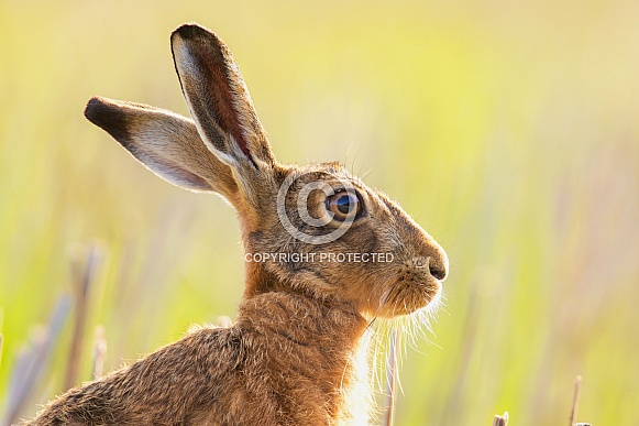 Brown Hare