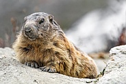 Marmot on the rock