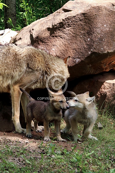 Wolf and Wolf Pups