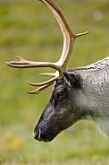 Tundra Reindeer - Canada