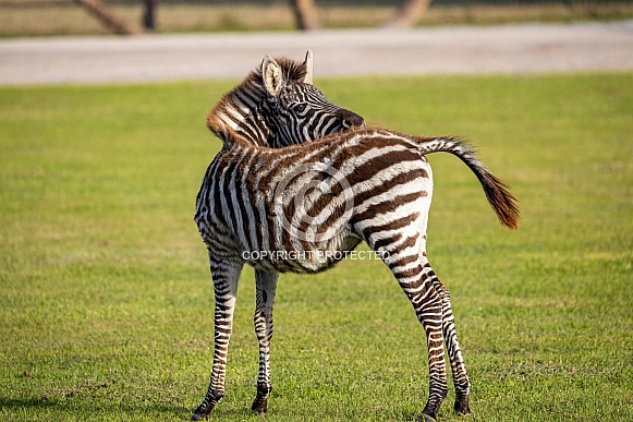 baby zebra scratching