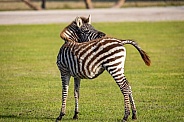 baby zebra scratching