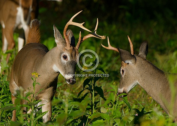 White tail deer