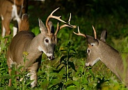 White tail deer