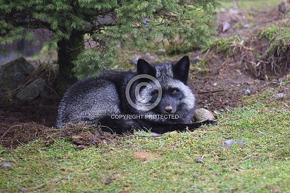 Red Fox - Silver Phase Red Fox - Silver Phase