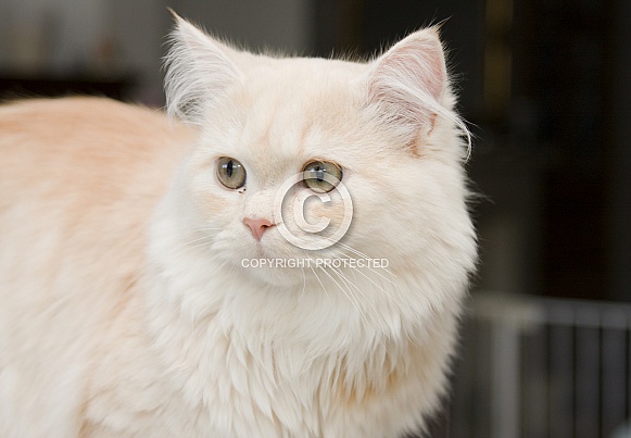 Ginger cat Ginger cat