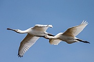 The Eurasian spoonbill