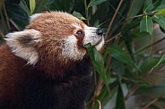 Red Panda Cub Eating Bamboo